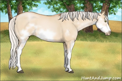 Horse Color: Silver Bay Pearl Dun Sabino Splash Frame 