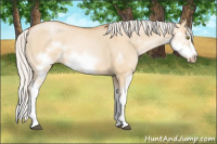 Horse Color:Silver Bay Pearl Dun Sabino Splash Frame