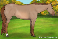 Horse Color:Red Dun Rabicano