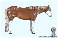 Horse Color:Silver Bay Sabino Splash 