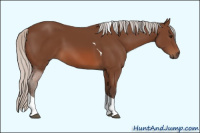 Horse Color:Silver Brown Sabino Tobiano