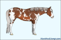 Horse Color:White Spotted Silver Brown Splash 