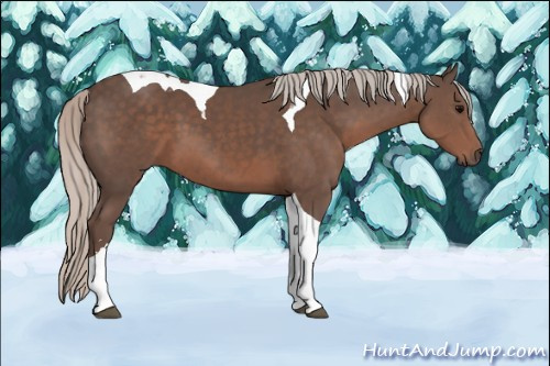 Horse Color: Silver Black Sabino Tobiano 