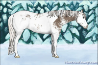 Horse Color:White Spotted Silver Black Tobiano 