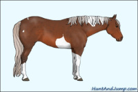 Horse Color:Silver Brown Sabino Tobiano 