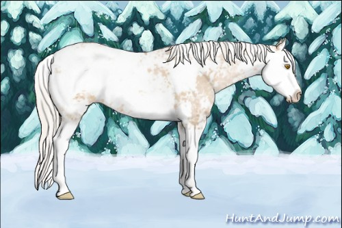 Horse Color: Silver Grullo Ice Pearl Sabino Splash 