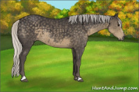 Horse Color:Silver Smoky Black Sabino 