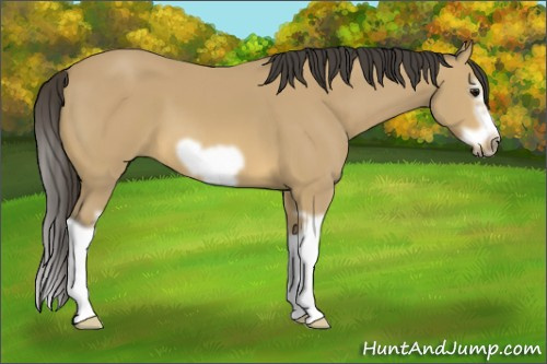 Horse Color: Buckskin Splash Frame 