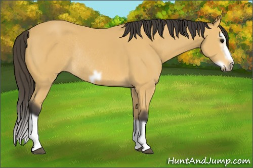 Horse Color: Buckskin Splash Frame Rabicano 