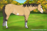 Horse Color:Buckskin Splash Frame Rabicano 
