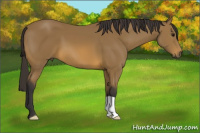 Horse Color:Buckskin 