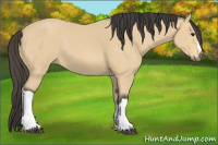 Horse Color:Buckskin 