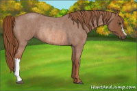 Horse Color:Red Roan Rabicano 