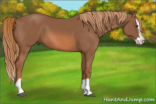 Horse Color: Liver Chestnut Splash 