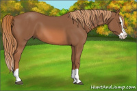 Horse Color:Liver Chestnut Splash 
