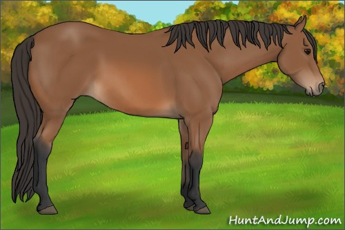 Horse Color: Bay 