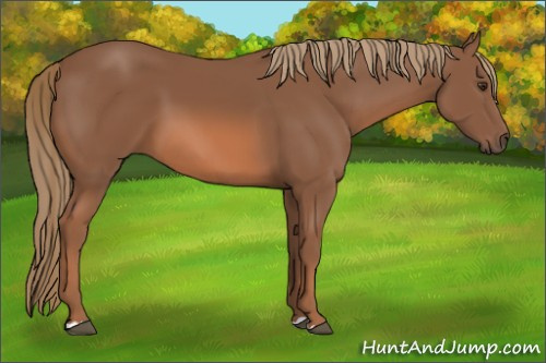 Horse Color: Liver Chestnut 