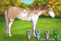 Horse Color:Bay Pearl Sabino Splash 