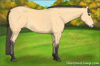 Horse Color:Buckskin 