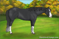 Horse Color:Black Sabino Splash 