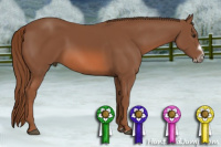Horse Color:Liver Chestnut Frame 