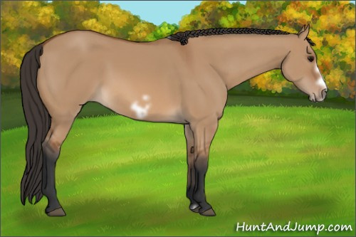 Horse Color: Bay Dun Frame 