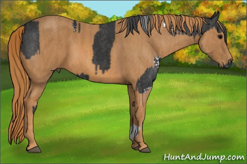 Horse Color: White Spotted Black  Brindle