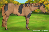 Horse Color:White Spotted Black  Brindle