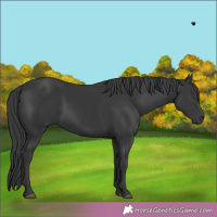 Horse Color:Black  Brindle