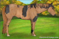Horse Color:Black  Brindle