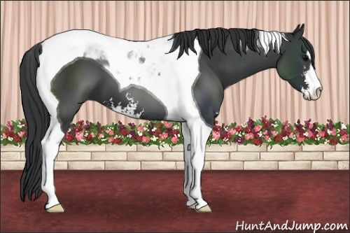 Horse Color: Black Sabino Tobiano 