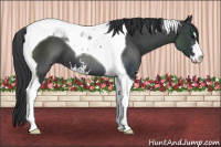 Horse Color:Black Sabino Tobiano 