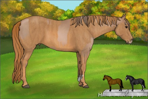Horse Color: Black Pearl Sabino  Brindle