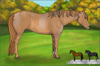 Horse Color:Black Pearl Sabino  Brindle