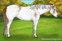 Horse Color:White Spotted Chestnut 