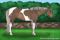 Horse Color:Silver Black Tobiano Rabicano 
