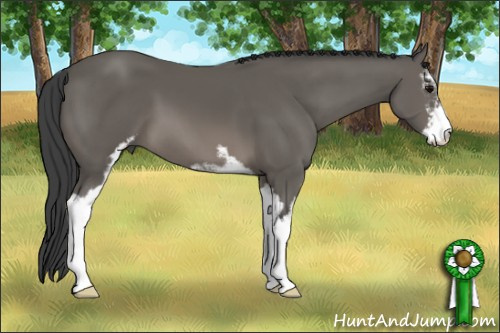 Horse Color: Black Sabino 