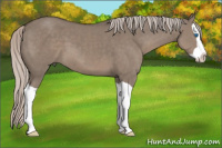Horse Color:Silver Grullo Splash