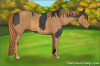 Horse Color:Black  Brindle