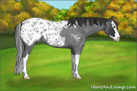 Horse Color:Blue Roan Splash Appaloosa 