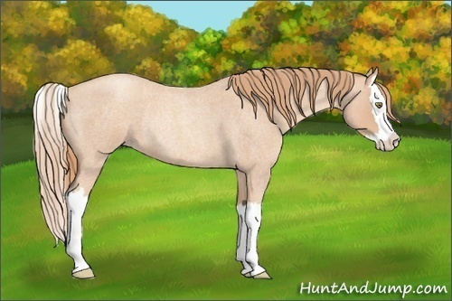 Horse Color: Gold Champagne Roan Splash Rabicano 