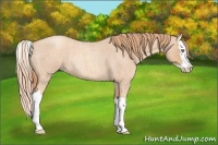 Horse Color:Gold Champagne Roan Splash Rabicano 