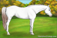 Horse Color:Blue Roan Splash Frame Appaloosa