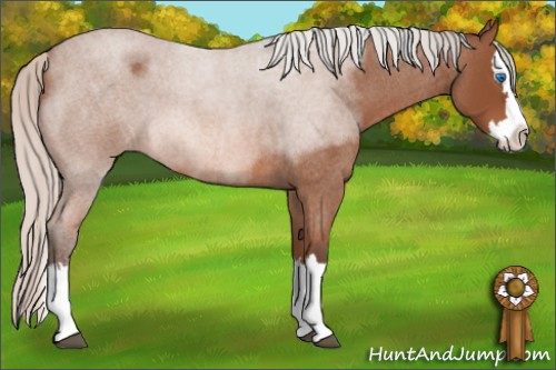 Horse Color: Silver Bay Roan Sabino Splash 