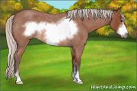 Horse Color:Silver Bay Roan Sabino Frame