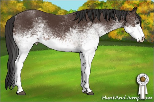 Horse Color: White Spotted Brown Rabicano 
