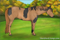 Horse Color:Black  Brindle