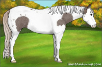 Horse Color:Silver Blue Roan Splash Tobiano 