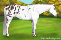 Horse Color:Brown Splash Frame Appaloosa 