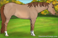 Horse Color:Liver Red Dun 
